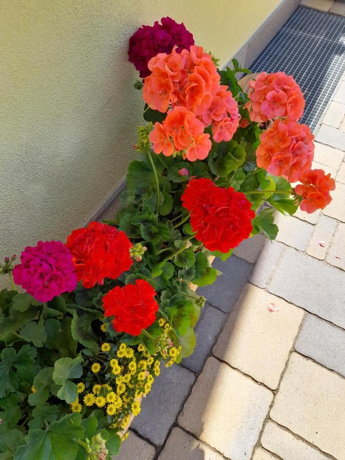 Agritur Belsogno B&B Brez Dış mekan fotoğraf